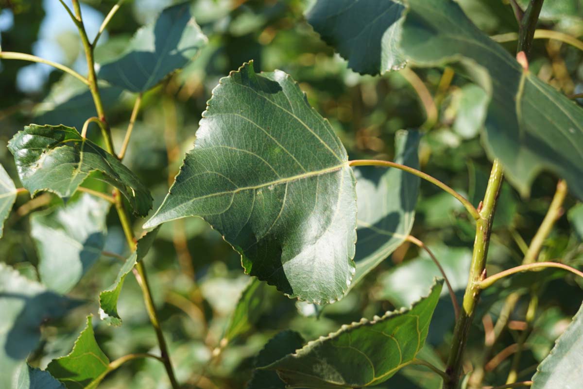 Populus nigra 'Italica' Tuinplanten blad