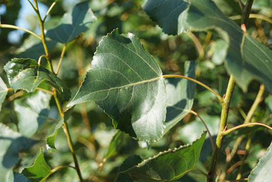 Populus nigra 'Italica' Tuinplanten blad