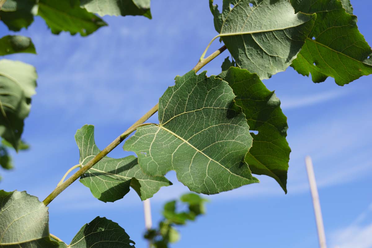 Populus tremula op stam