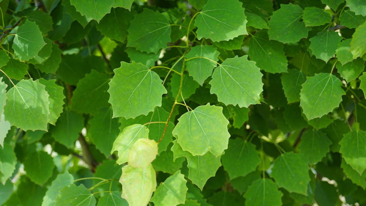 Populus tremula 'Erecta' Tuinplanten