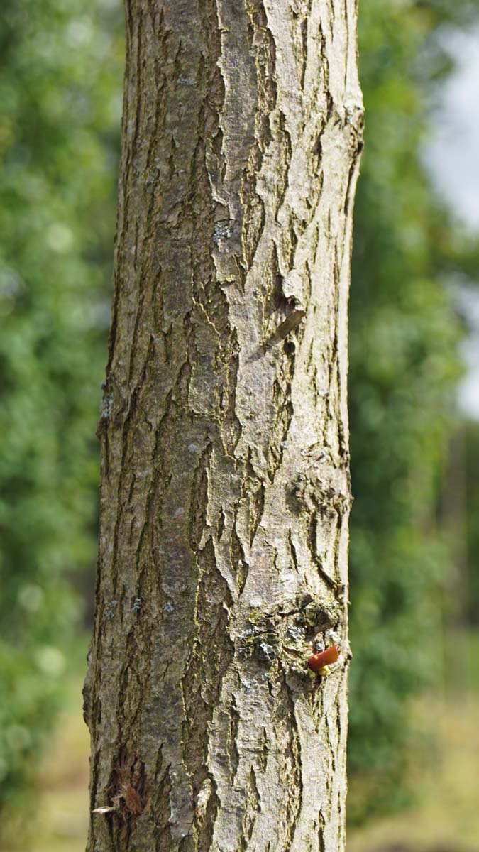 Populus tremula 'Erecta' op stam