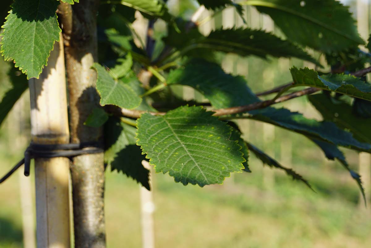 Prunus avium 'Landscape Bloom' op stam