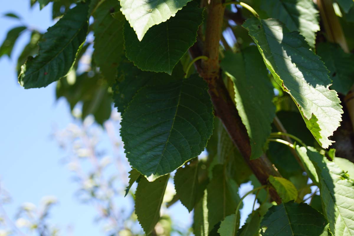 Prunus avium 'Road Scout' op stam