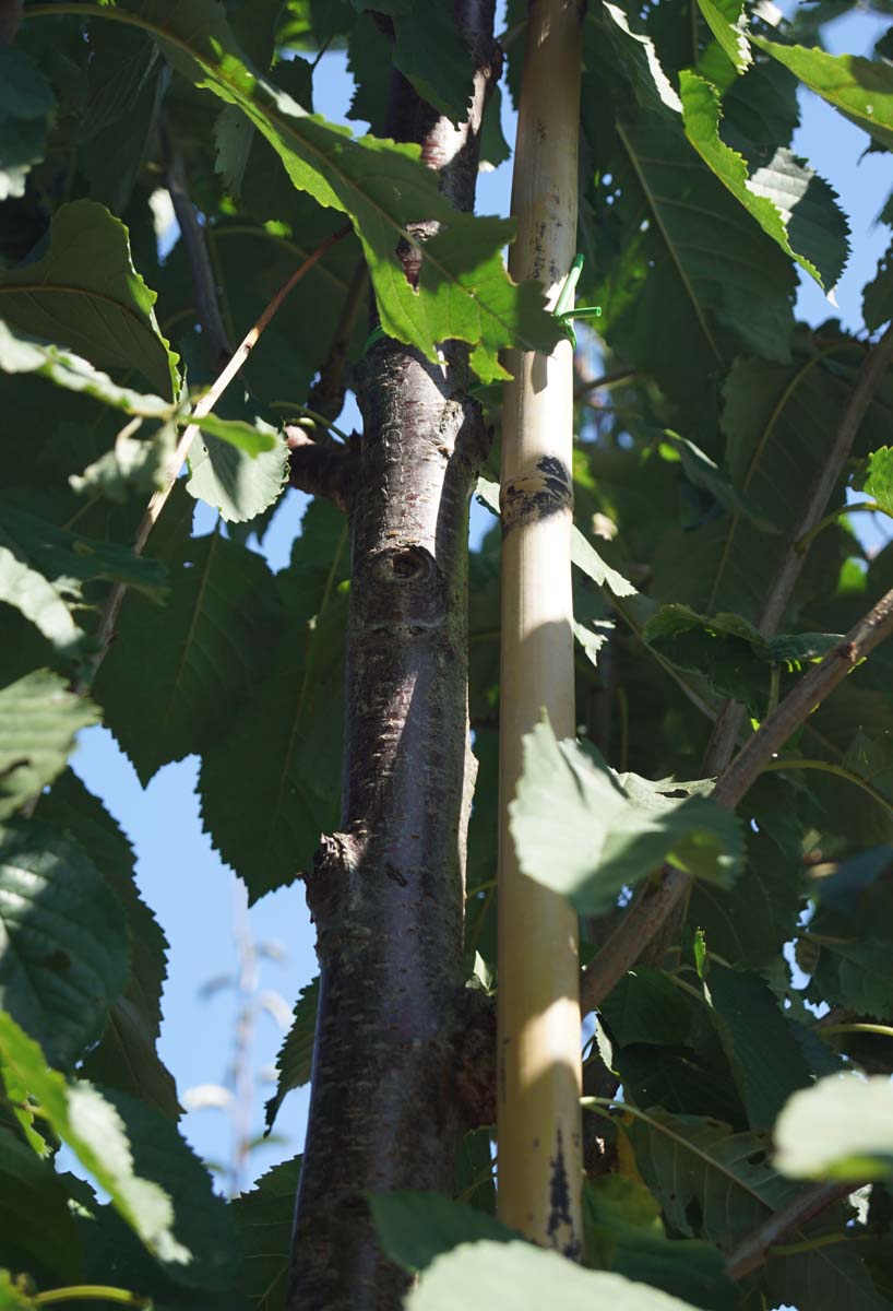 Prunus avium 'Road Scout' op stam