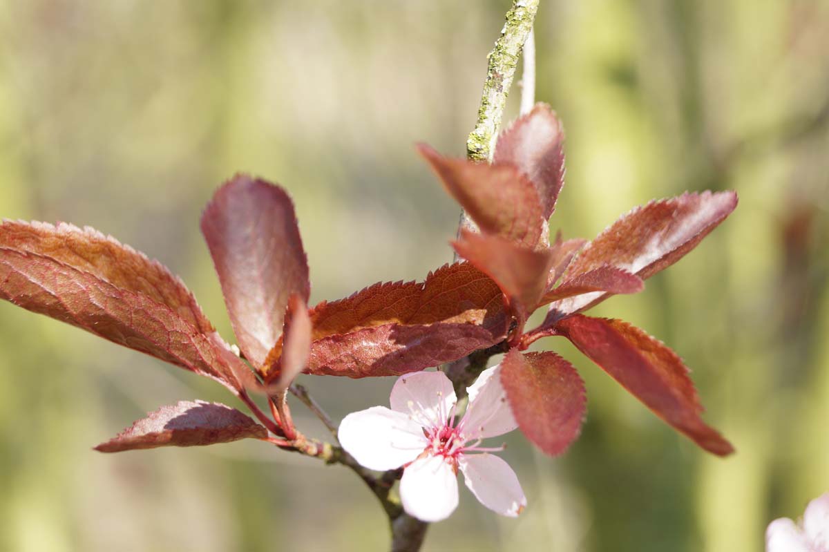 Prunus cerasifera 'Nigra' op stam bloem
