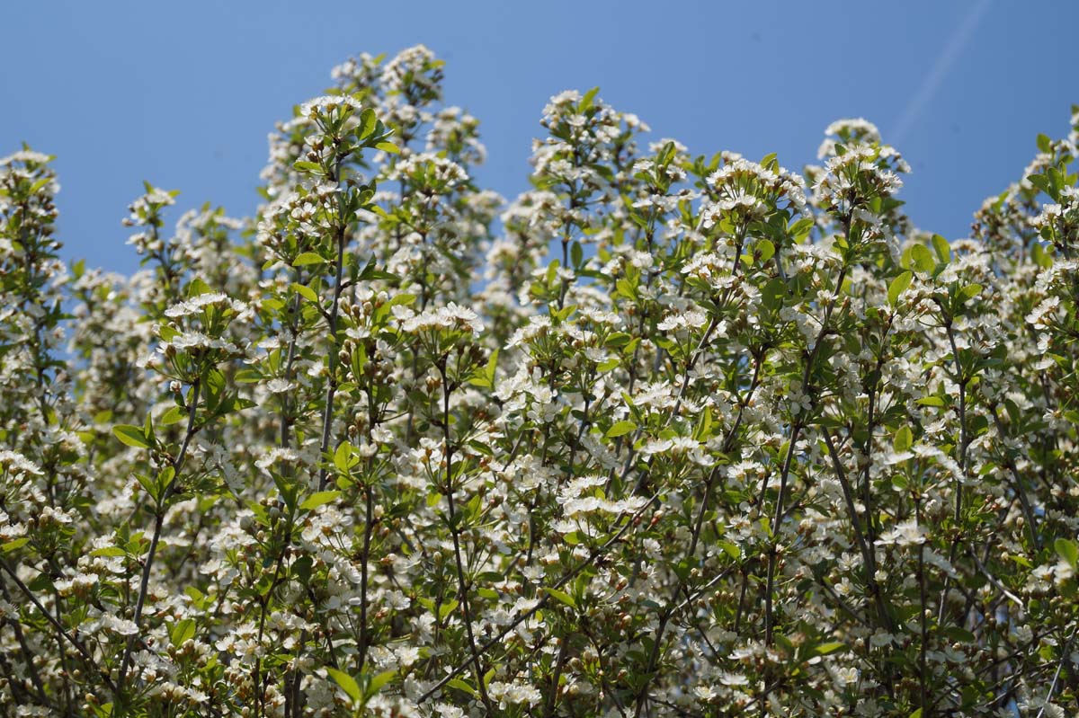 Prunus eminens 'Umbraculifera' op stam