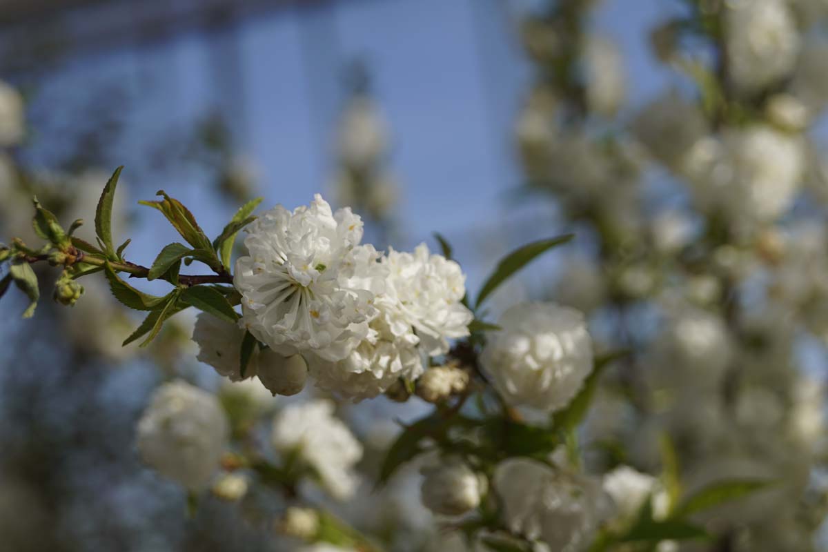 Prunus glandulosa 'Alba Plena' Tuinplanten bloem