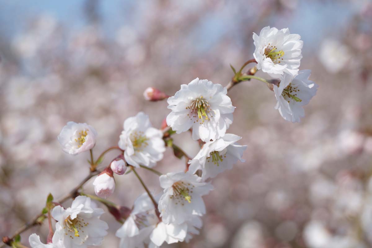Prunus 'Hally Jolivette' op stam bloem