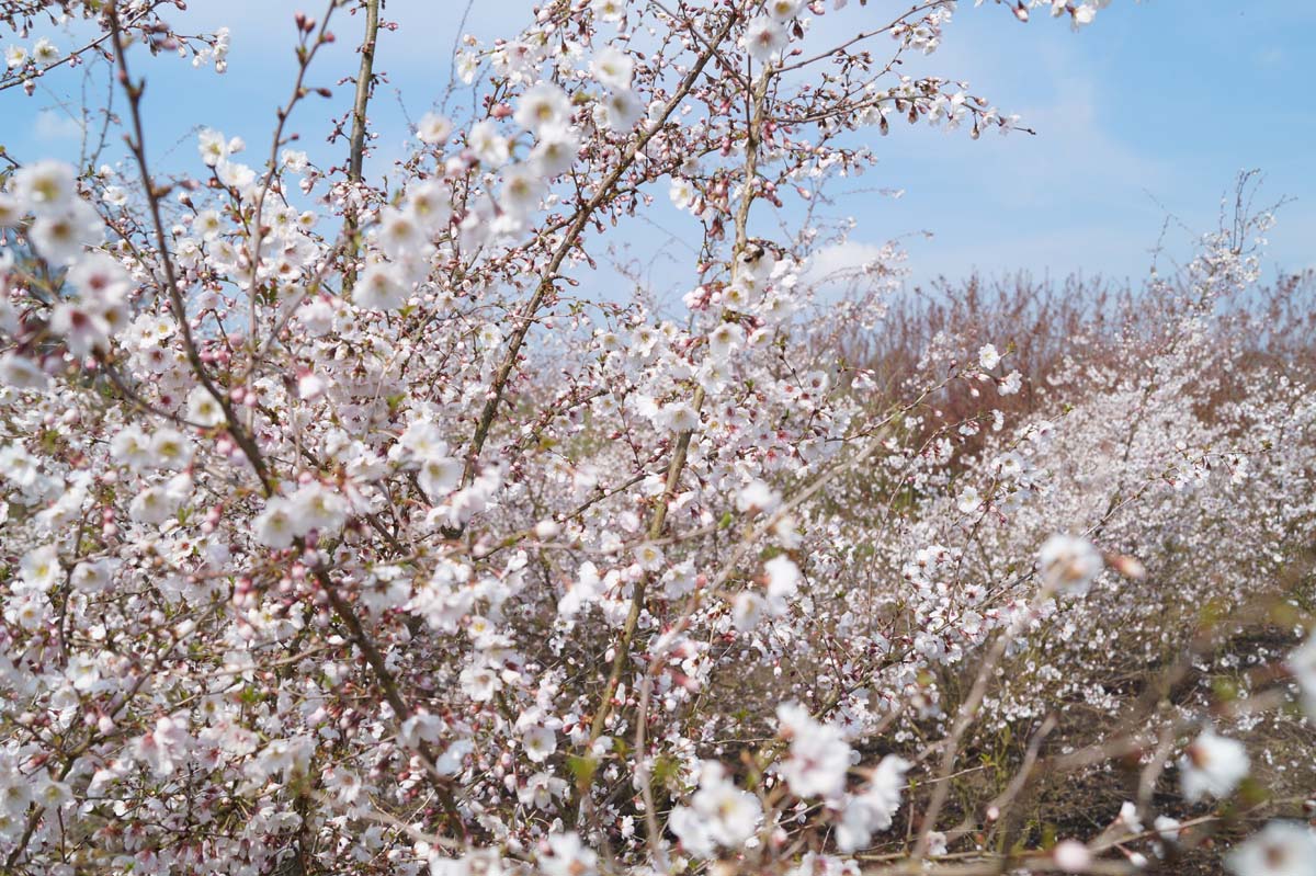 Prunus 'Hally Jolivette' op stam bloesem