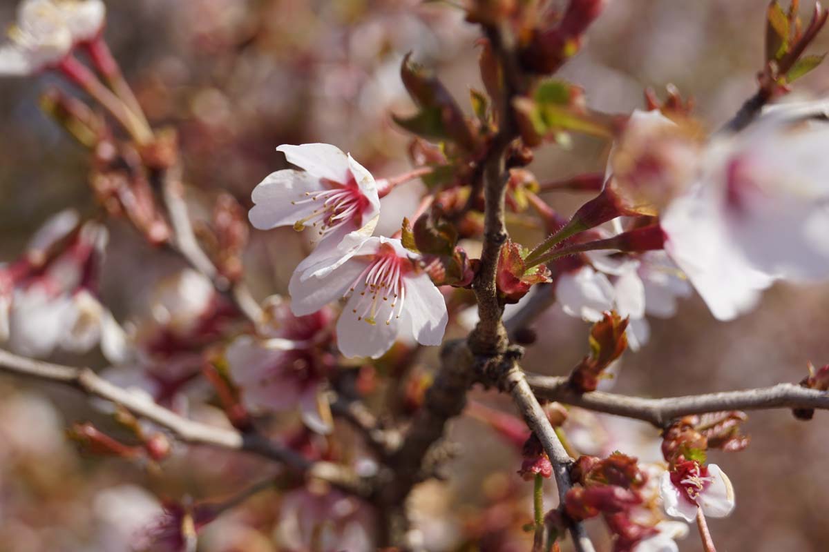 Prunus incisa 'Kojou-no-mai' meerstammig / struik