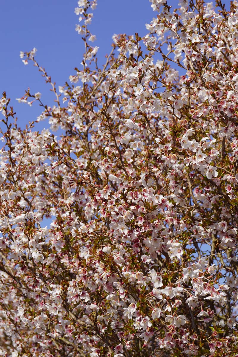Prunus incisa 'Kojou-no-mai' meerstammig / struik