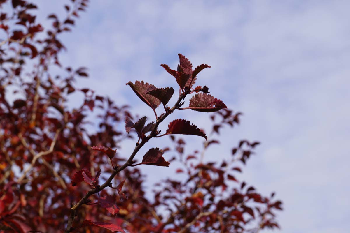 Prunus incisa 'Kojou-no-mai' meerstammig / struik