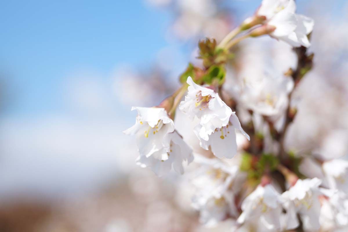 Prunus incisa 'Oshidori' solitair