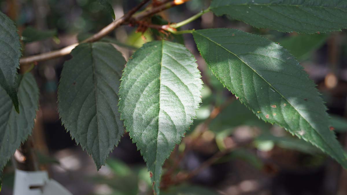 Prunus 'Kursar' solitair