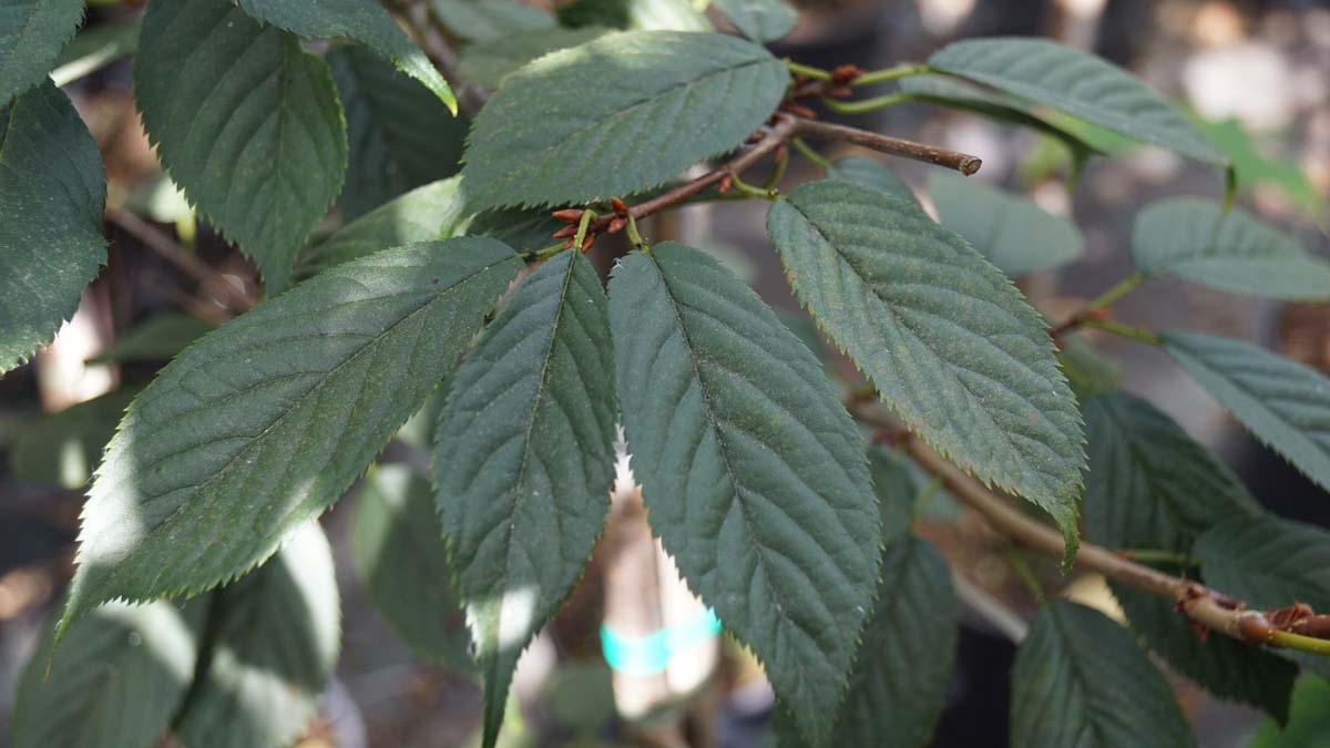 Prunus 'Kursar' solitair