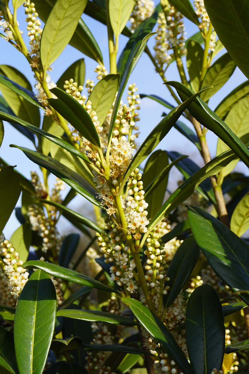 Prunus laurocerasus op stam