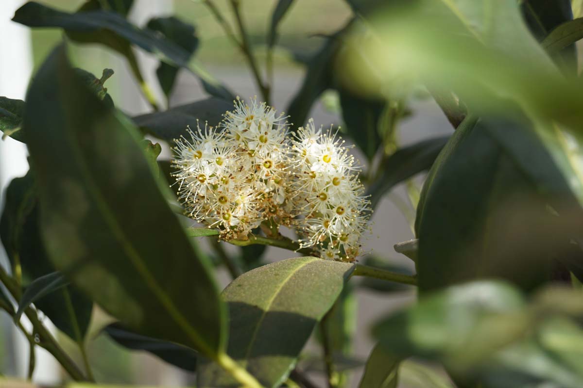 Prunus laurocerasus 'Herbergii' meerstammig / struik