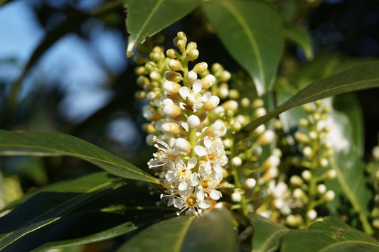 Prunus laurocerasus 'Herbergii' haagplant bloem