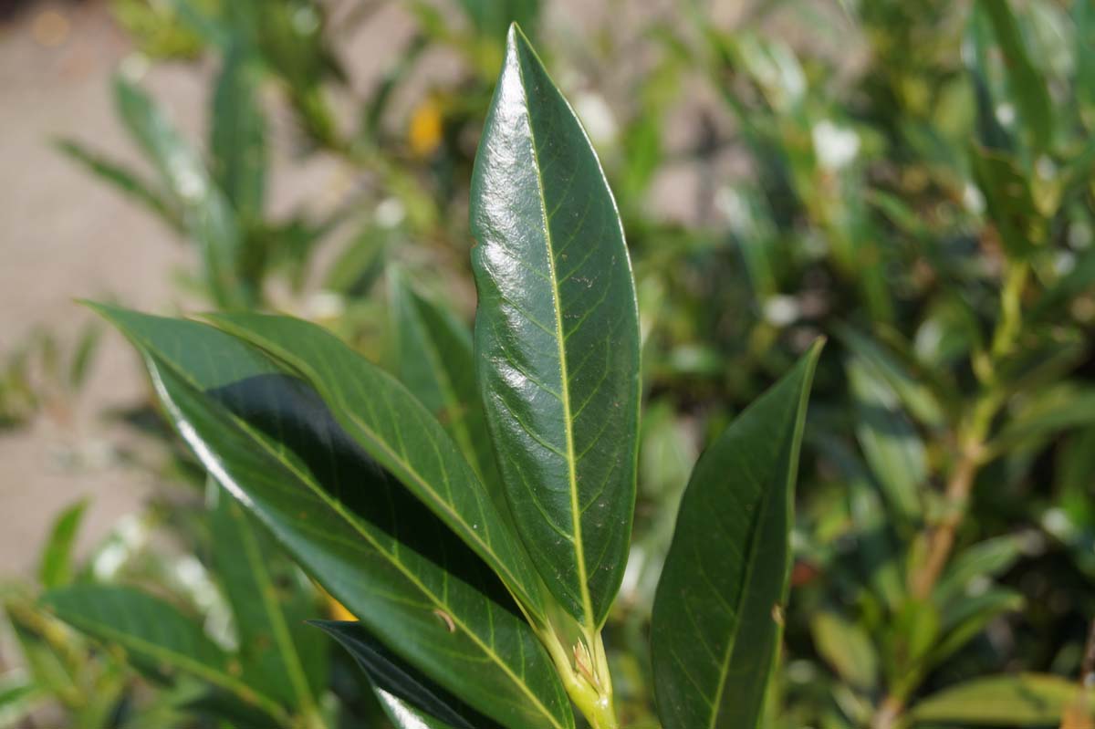 Prunus laurocerasus 'Otto Luyken' meerstammig / struik