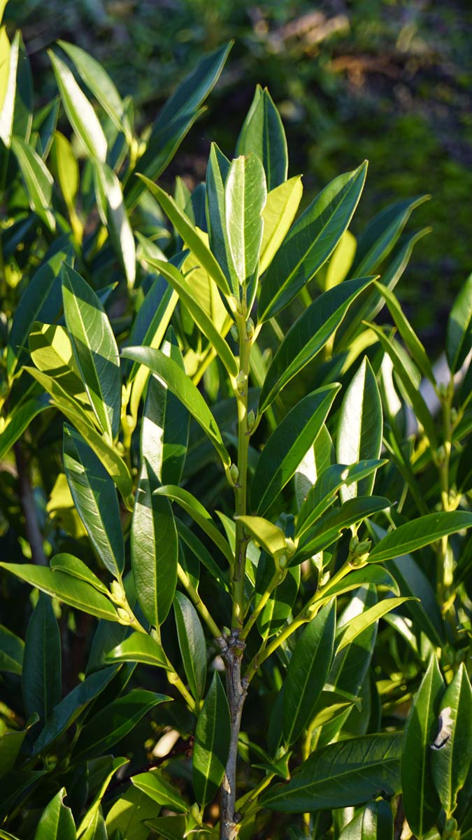 Prunus laurocerasus 'Otto Luyken' Tuinplanten