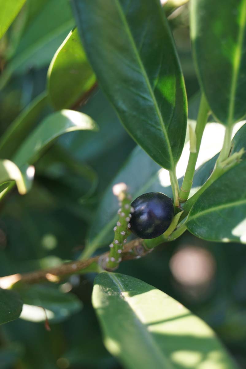 Prunus laurocerasus 'Otto Luyken' Tuinplanten