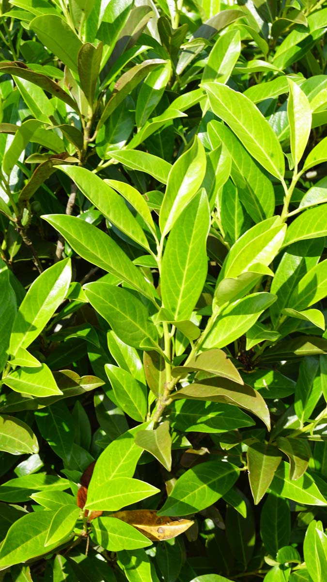 Prunus laurocerasus 'Reynvaanii' meerstammig / struik