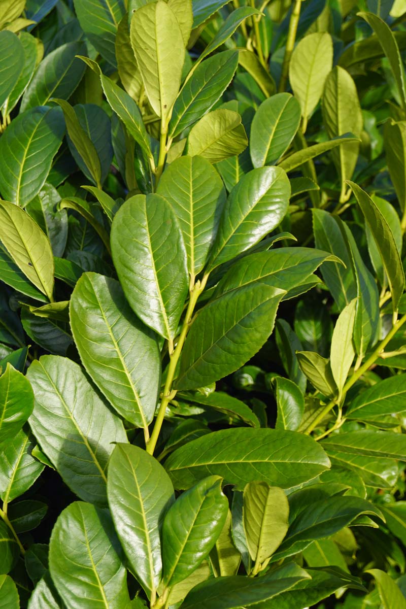 Prunus laurocerasus 'Rotundifolia' haagplant