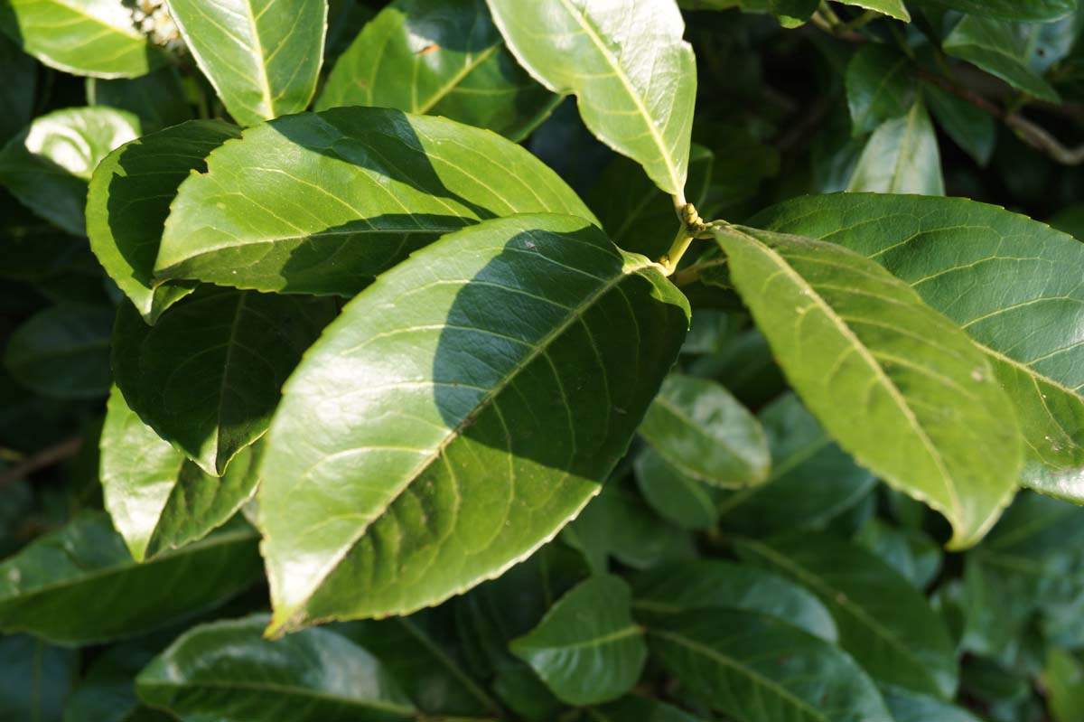 Prunus laurocerasus 'Rotundifolia' haagplant
