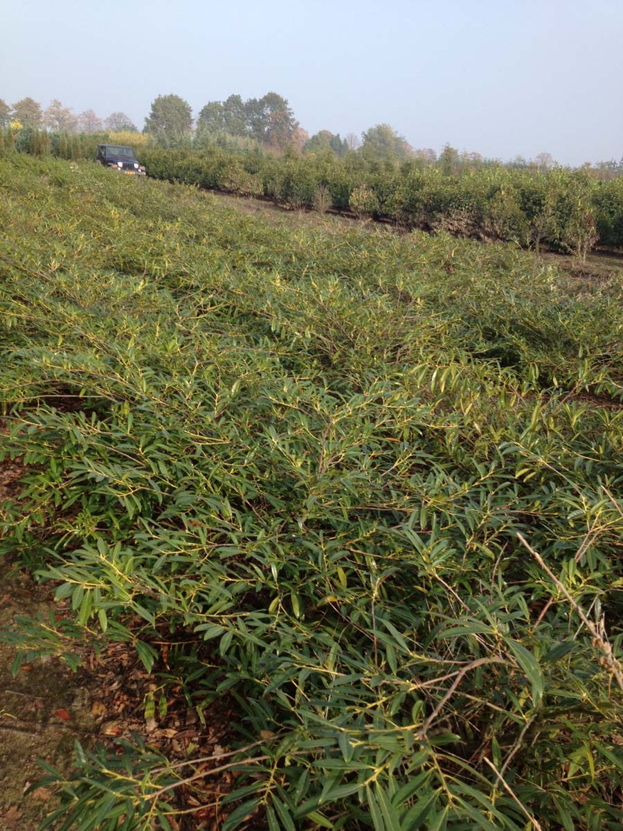 Prunus laurocerasus 'Zabeliana' haagplant