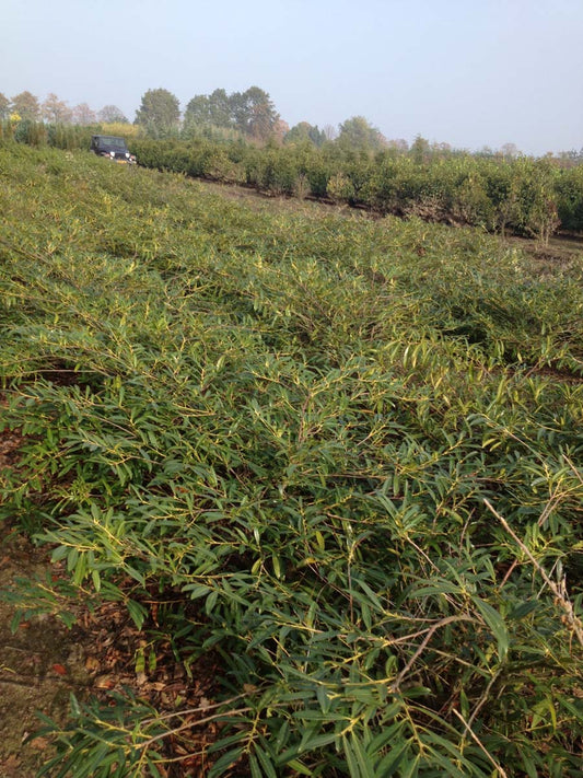 Prunus laurocerasus 'Zabeliana' haagplant