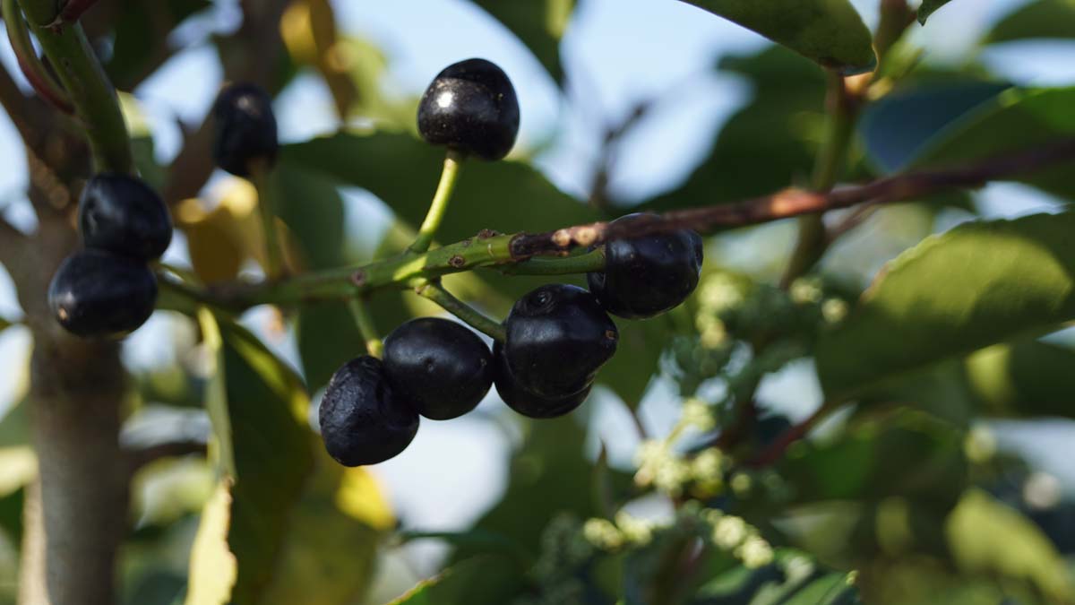 Prunus lusitanica meerstammig / struik vrucht