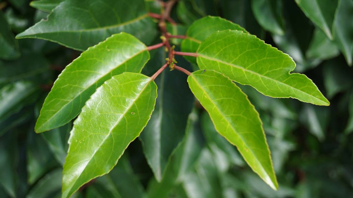 Prunus lusitanica op stam blad
