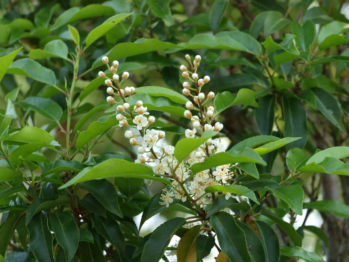 Prunus lusitanica op stam bloem