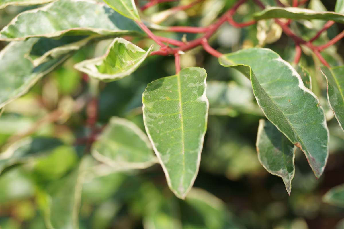Prunus lusitanica 'Variegata' meerstammig / struik