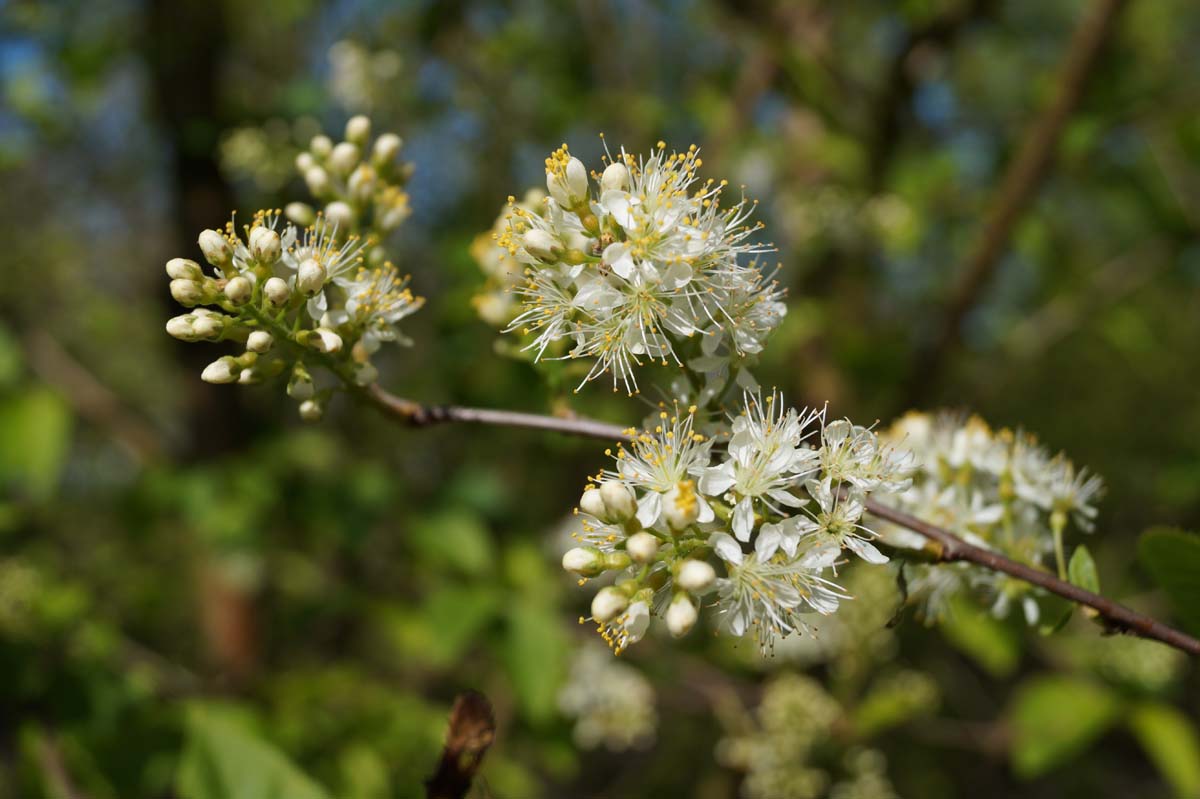 Prunus maackii 'Amber Beauty' solitair bloem