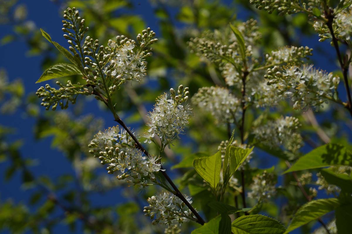 Prunus maackii 'Amber Beauty' Tuinplanten bloesem