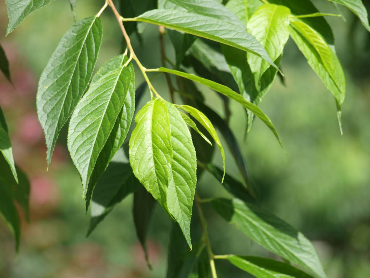 Prunus maackii 'Amber Beauty' op stam blad