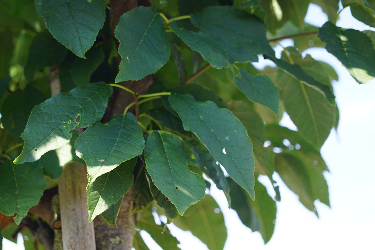 Prunus padus Tuinplanten blad