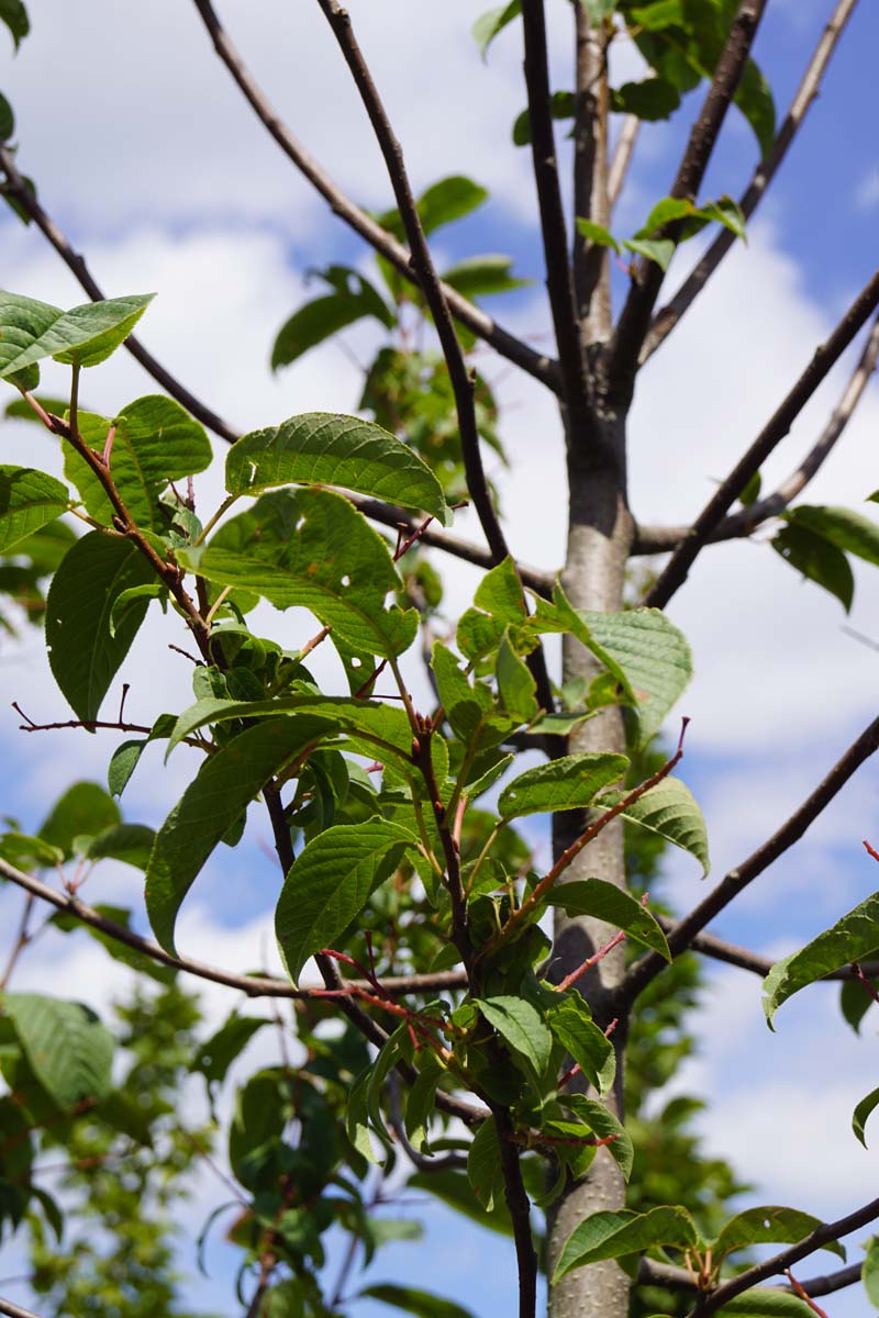 Prunus padus 'Albertii' op stam stam