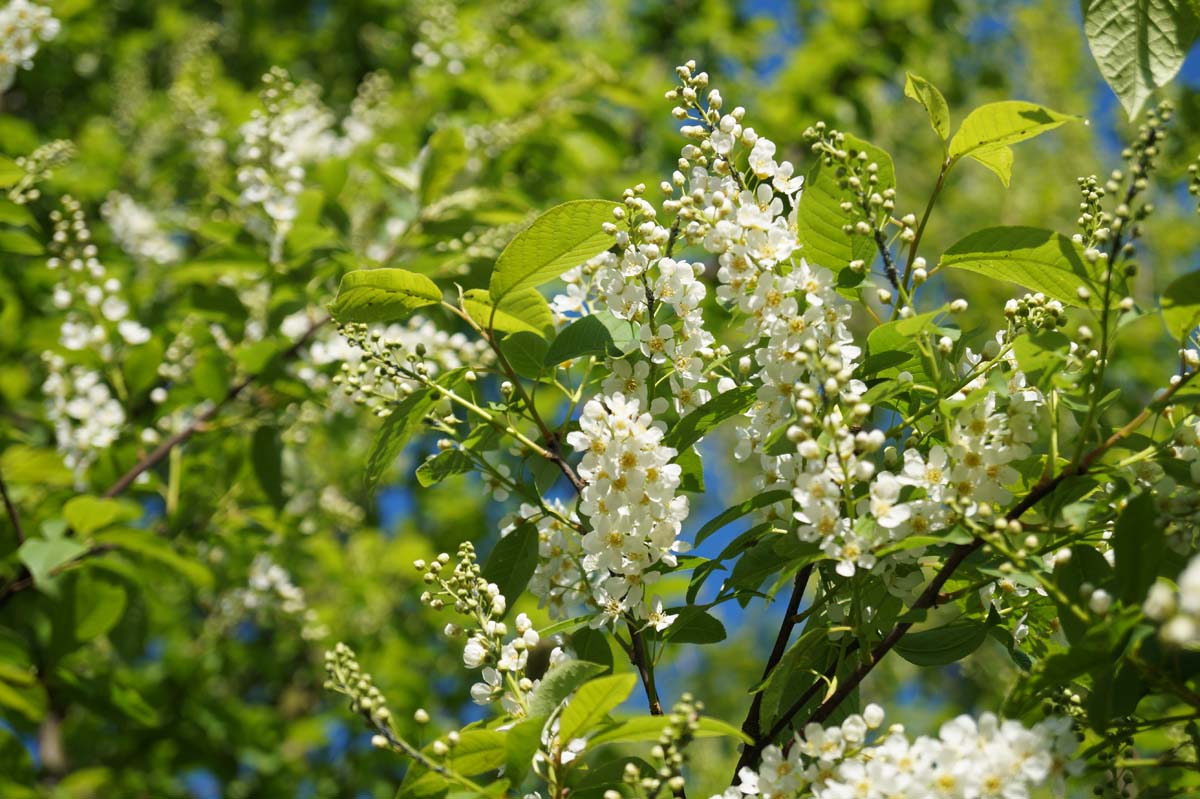 Prunus padus 'Watereri' Tuinplanten bloesem