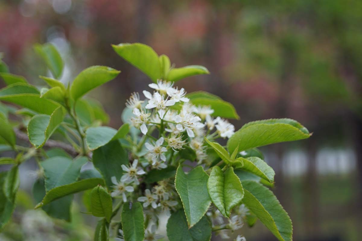 Prunus persica 'Pendula' op stam