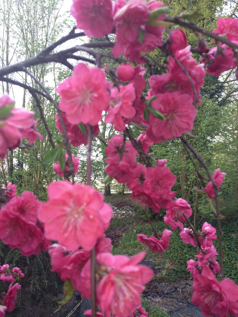 Prunus persica 'Pendula' op stam