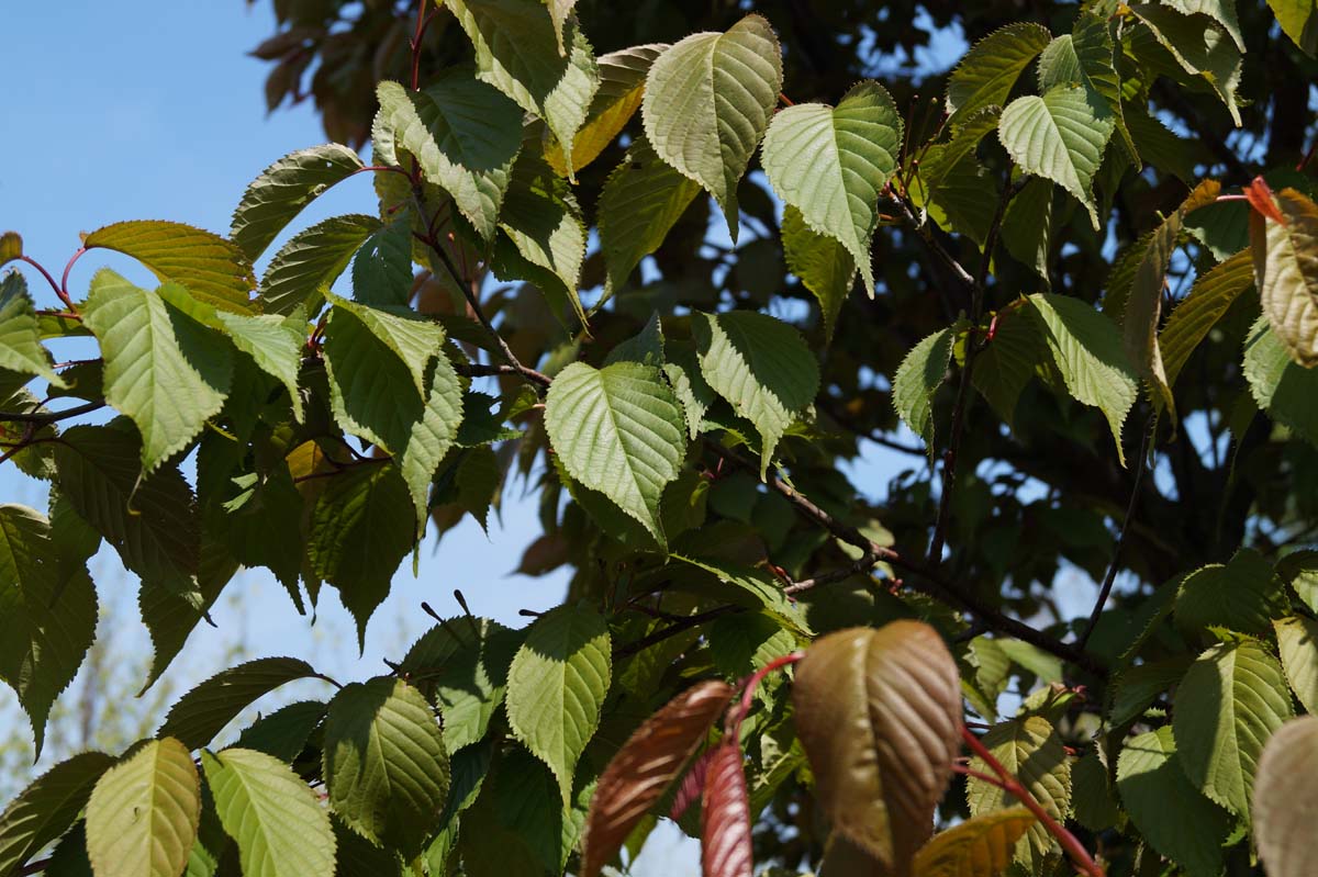 Prunus sargentii 'Charles Sargent' meerstammig / struik