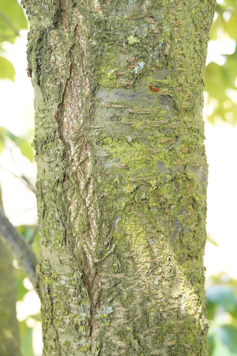Prunus sargentii 'Charles Sargent' op stam