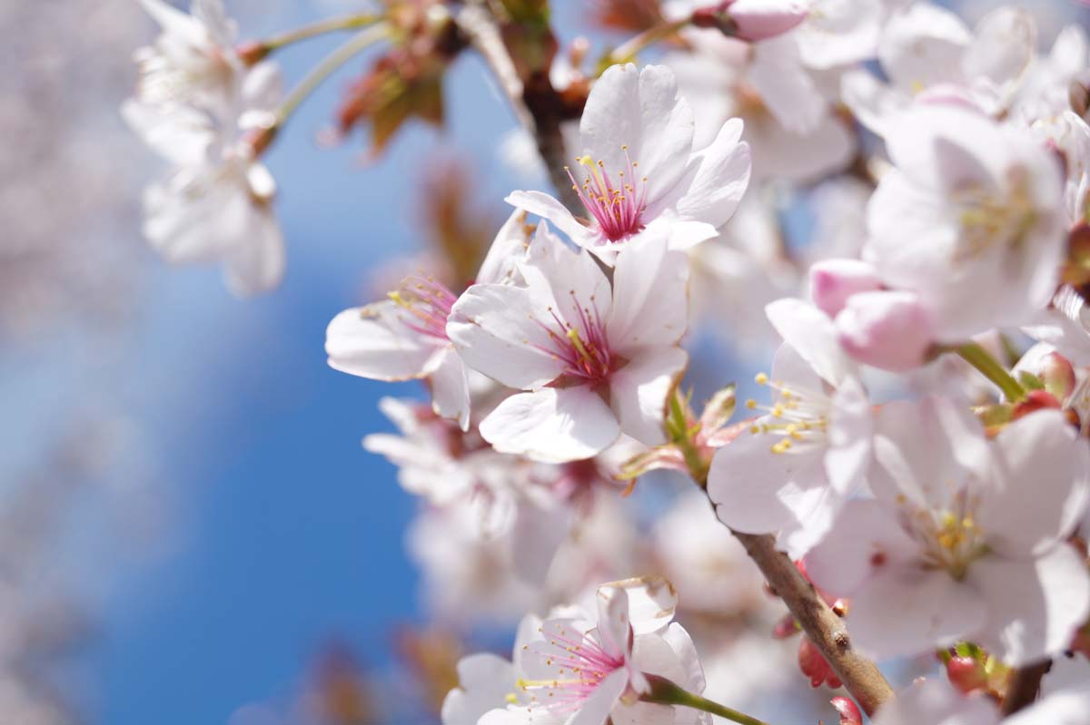 Prunus sargentii 'Rancho' op stam bloem