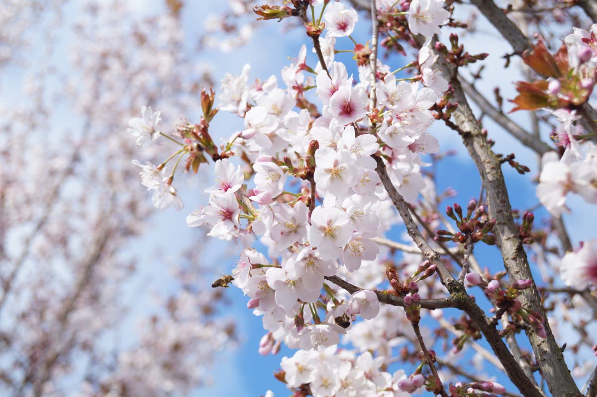 Prunus sargentii 'Rancho' op stam bloesem