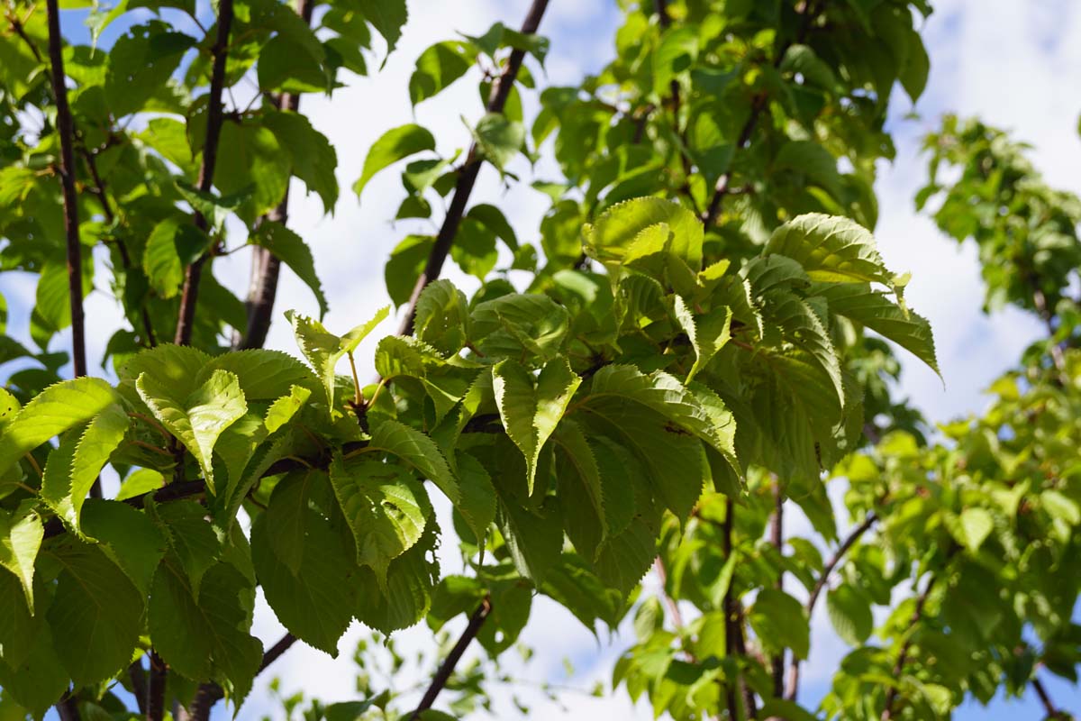 Prunus sargentii 'Rancho' op stam twijg