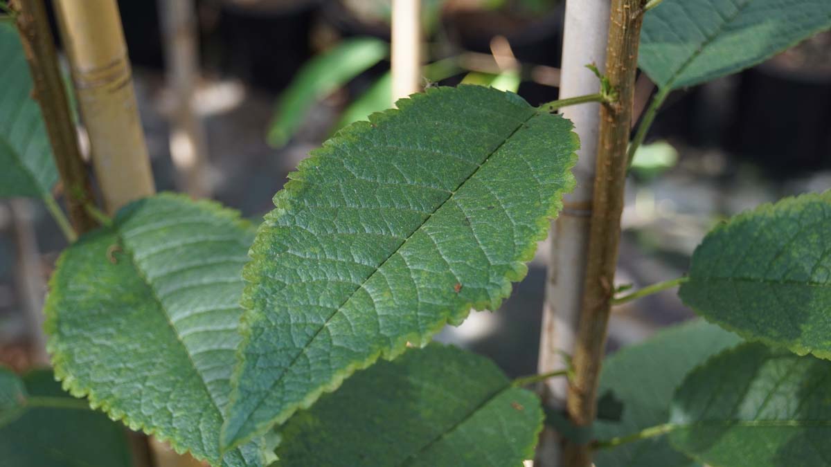 Prunus schmittii Tuinplanten blad
