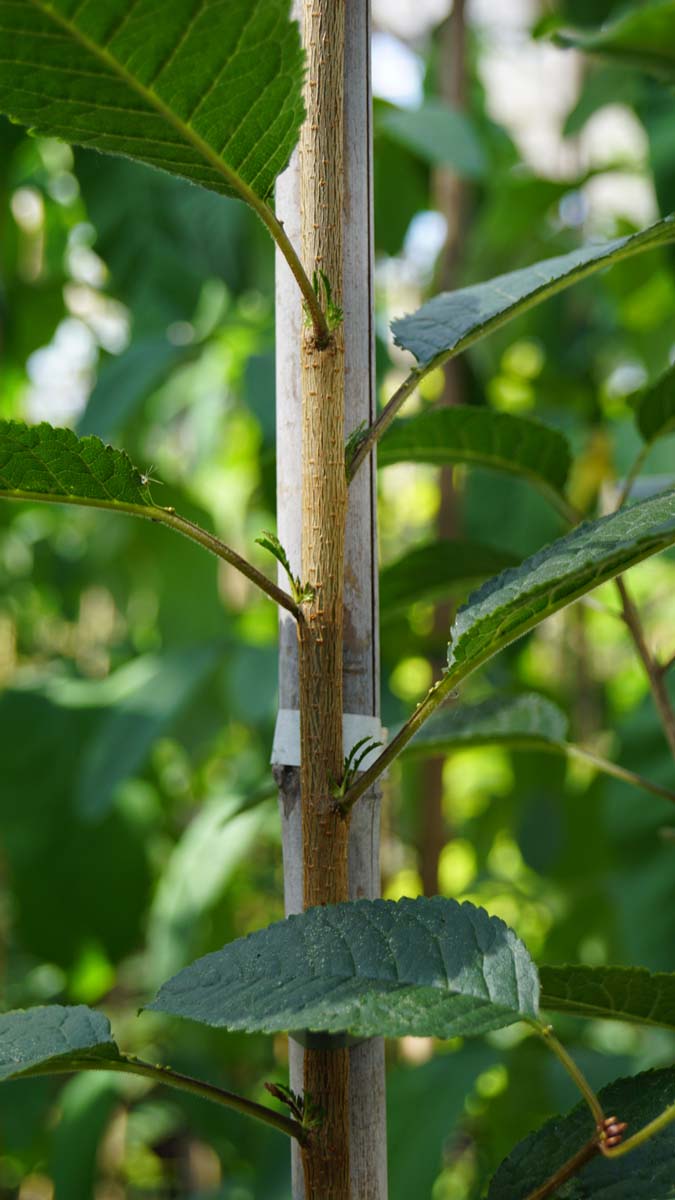 Prunus schmittii Tuinplanten stam