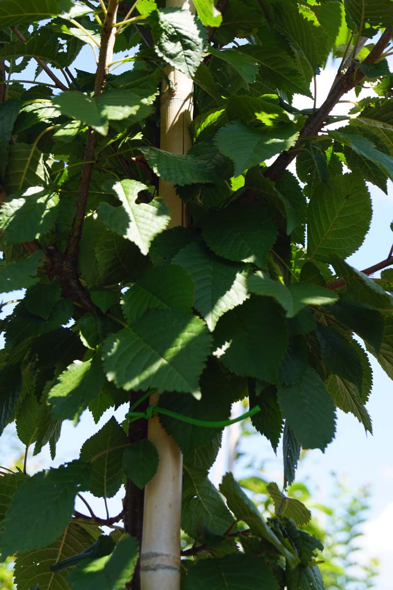 Prunus schmittii Tuinplanten stam